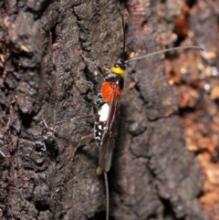 Braconidae (family) (Unidentified braconid wasp) at Acton, ACT - 18 Feb 2020 by TimL