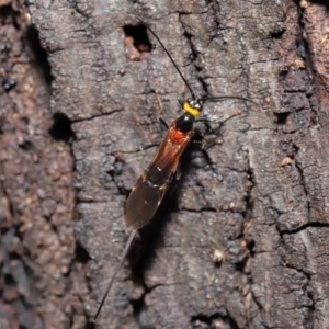 Braconidae (family) at Acton, ACT - 18 Feb 2020