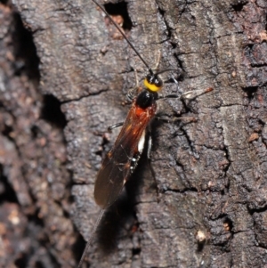 Braconidae (family) at Acton, ACT - 18 Feb 2020