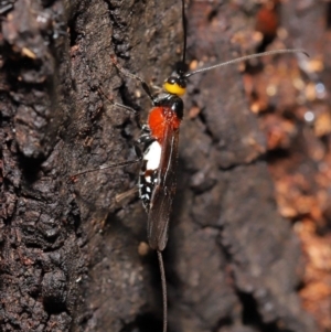 Braconidae (family) at Acton, ACT - 18 Feb 2020