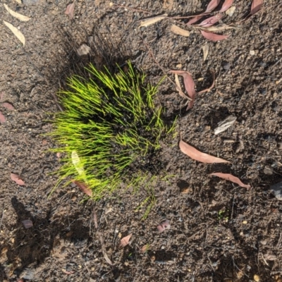 Unverified Plant at Wingello - 19 Feb 2020 by Margot