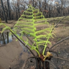 Cyathea australis subsp. australis (Rough Tree Fern) at Wingello - 18 Feb 2020 by Margot