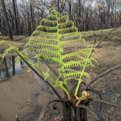 Cyathea australis subsp. australis (Rough Tree Fern) at Wingello - 19 Feb 2020 by Margot