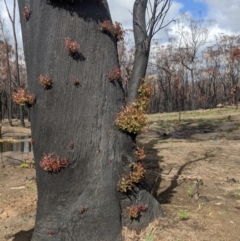 Unidentified Gum Tree at Wingello - 18 Feb 2020 by Margot