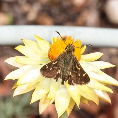 Dispar compacta (Barred Skipper) at Acton, ACT - 19 Feb 2020 by Roger