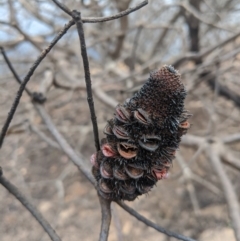 Banksia (genus) at Wingello - 19 Feb 2020 by Margot