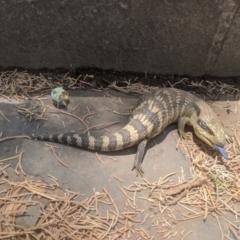 Tiliqua scincoides scincoides (Eastern Blue-tongue) at Queanbeyan, NSW - 3 Jan 2020 by MPennay