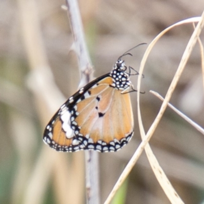 Danaus petilia (Lesser wanderer) at Tuggeranong DC, ACT - 18 Feb 2020 by SWishart