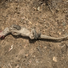 Varanus rosenbergi (Heath or Rosenberg's Monitor) at Wamboin, NSW - 23 Dec 2019 by MPennay