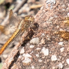 Diplacodes haematodes (Scarlet Percher) at Pine Island to Point Hut - 19 Feb 2020 by SWishart