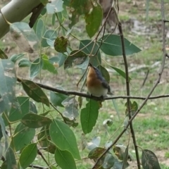 Myiagra rubecula (Leaden Flycatcher) at Deakin, ACT - 19 Feb 2020 by JackyF