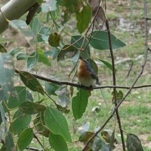 Myiagra rubecula at Deakin, ACT - 19 Feb 2020 05:51 PM