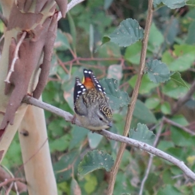 Pardalotus punctatus (Spotted Pardalote) at Deakin, ACT - 19 Feb 2020 by JackyF