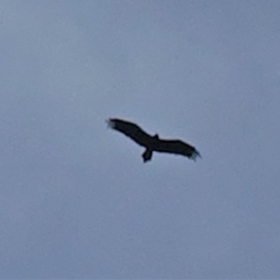 Aquila audax (Wedge-tailed Eagle) at Deakin, ACT - 19 Feb 2020 by JackyF