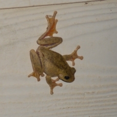 Litoria peronii (Peron's Tree Frog, Emerald Spotted Tree Frog) at Basin View, NSW - 17 Feb 2020 by Trishwildfire