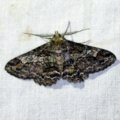 Cleora displicata (A Cleora Bark Moth (Boarmiini) at Paddys River, ACT - 11 Nov 2018 by ibaird