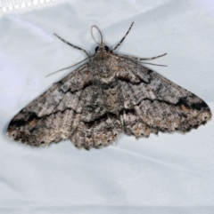 Cleora displicata (A Cleora Bark Moth (Boarmiini) at Paddys River, ACT - 11 Nov 2018 by ibaird