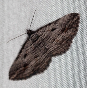 Chrysolarentia severata at Cotter River, ACT - 1 Apr 2019 08:16 PM