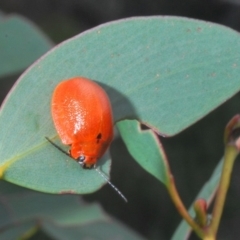 Paropsis augusta at Kosciuszko National Park, NSW - 17 Feb 2020 11:36 AM