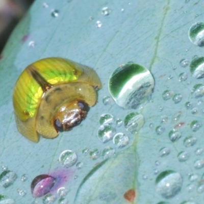 Paropsisterna hectica (A leaf beetle) at Charlotte Pass - Kosciuszko NP - 17 Feb 2020 by Harrisi