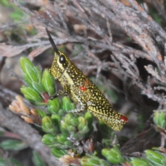 Yeelana pavonina (Colourful Yeelana) at Kosciuszko National Park, NSW - 17 Feb 2020 by Harrisi