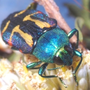 Castiarina flavoviridis at Smiggin Holes, NSW - 17 Feb 2020