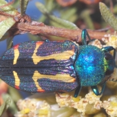 Castiarina flavoviridis at Smiggin Holes, NSW - 17 Feb 2020