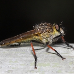 Zosteria rosevillensis (A robber fly) at Acton, ACT - 18 Feb 2020 by TimL
