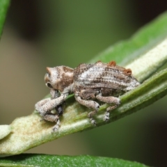 Orthorhinus klugii (Vine weevil) at ANBG - 18 Feb 2020 by TimL