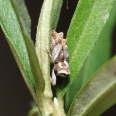 Orthorhinus klugii at Acton, ACT - 18 Feb 2020 11:13 AM