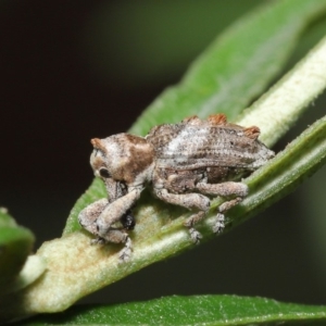 Orthorhinus klugii at Acton, ACT - 18 Feb 2020