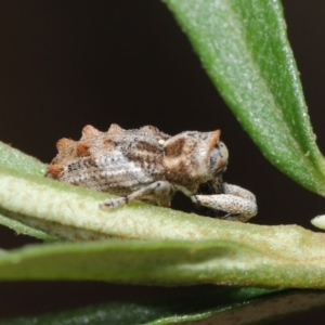 Orthorhinus klugii at Acton, ACT - 18 Feb 2020