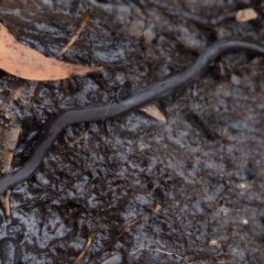 Drysdalia coronoides (White-lipped Snake) at Cotter River, ACT - 19 Feb 2020 by Jek