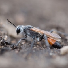 Podalonia tydei (Caterpillar-hunter wasp) at Cotter River, ACT - 19 Feb 2020 by Jek