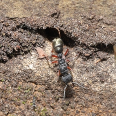 Myrmecia fulvipes (Red-legged Toothless bull ant) at Acton, ACT - 18 Feb 2020 by TimL