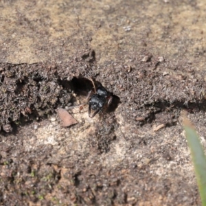 Myrmecia fulvipes at Acton, ACT - 18 Feb 2020