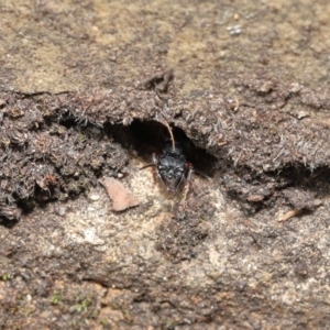 Myrmecia fulvipes at Acton, ACT - 18 Feb 2020