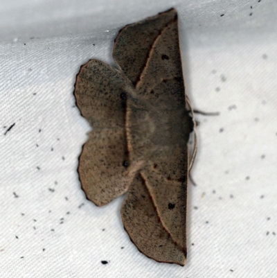 Phallaria ophiusaria (Large Leaf Moth) at Cotter River, ACT - 7 Feb 2019 by ibaird