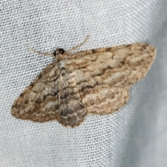 Psilosticha attacta at Paddys River, ACT - 9 May 2018