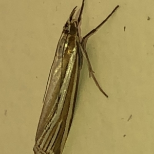 Hednota species near grammellus at Aranda, ACT - 20 Feb 2020