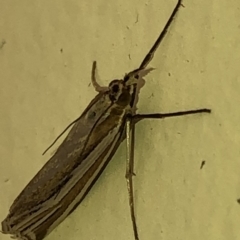 Hednota species near grammellus at Aranda, ACT - 20 Feb 2020