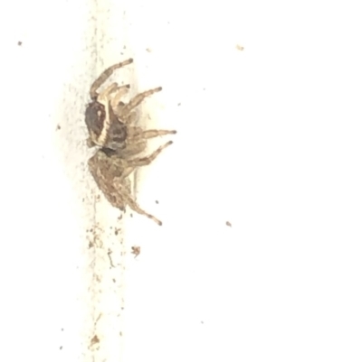 Maratus griseus (Jumping spider) at Aranda, ACT - 19 Feb 2020 by Jubeyjubes