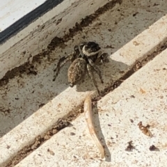 Maratus griseus at Aranda, ACT - 20 Feb 2020 09:43 AM