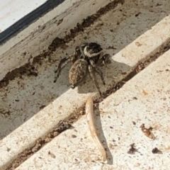 Maratus griseus at Aranda, ACT - 20 Feb 2020