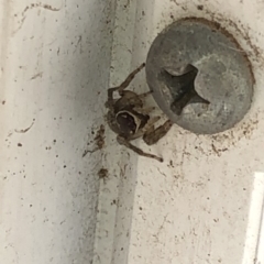 Maratus griseus at Aranda, ACT - 20 Feb 2020