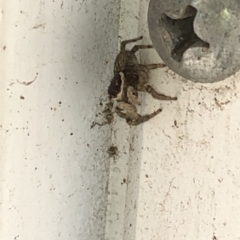 Maratus griseus at Aranda, ACT - 20 Feb 2020