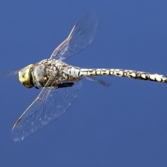 Anax papuensis (Australian Emperor) at Googong, NSW - 20 Feb 2020 by WHall