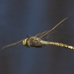 Anax papuensis at Googong, NSW - 20 Feb 2020 02:39 PM