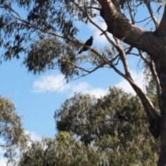 Zanda funerea (Yellow-tailed Black-Cockatoo) at Amaroo, ACT - 20 Feb 2020 by SammaG