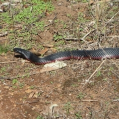 Pseudechis porphyriacus (Red-bellied Black Snake) at Hawker, ACT - 19 Feb 2020 by sangio7